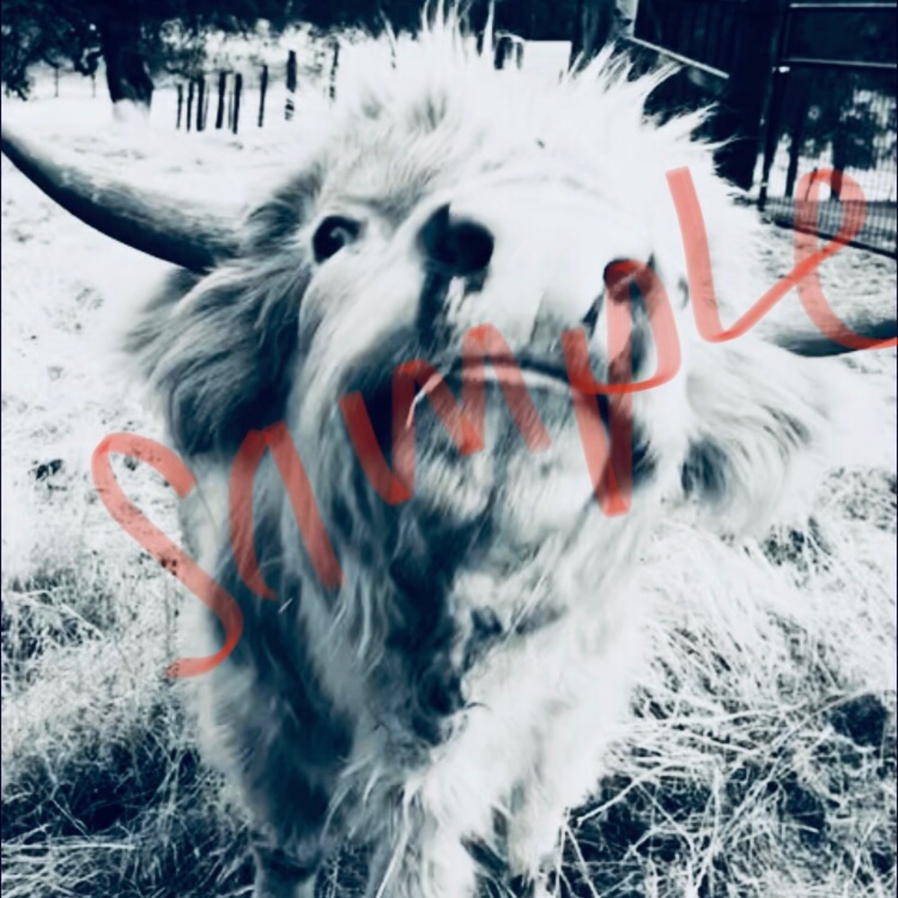 Highlander, cow, farmhouse decor